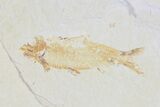 Lot: Cheap to Green River Fossil Fish - Pieces #81218-3